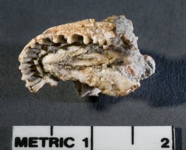 Lacertilian Lizard Skull-view B