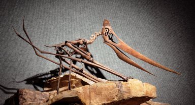 Pteranodon skeleton cast.
