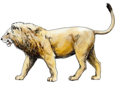 American Lion, Ice Age Mammal