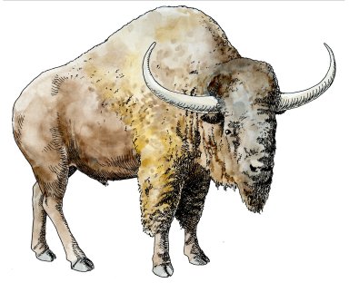Bison, Ice Age Mammal