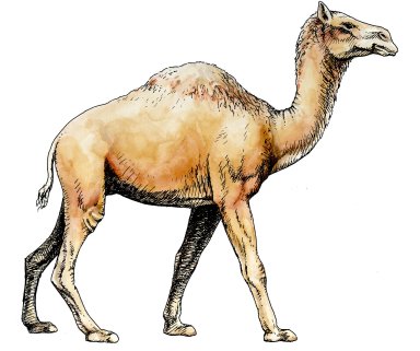 Camelops, Ice Age Mammal