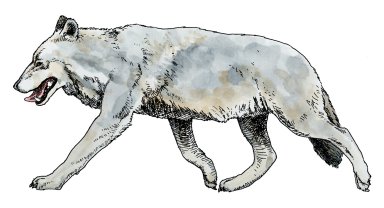 Dire Wolf, Ice Age Mammal