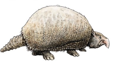 Glyptodont, Ice Age Mammal