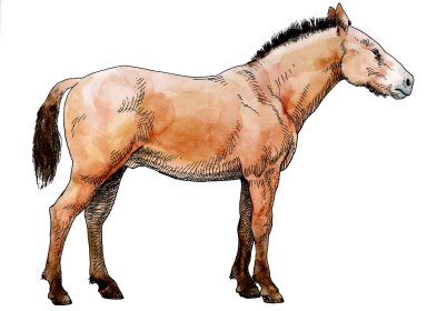 Western Horse, Ice Age Mammal