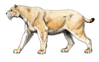 Sabertooth, Ice Age Mammal