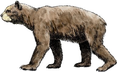 Short Faced Bear, Ice Age Mammal