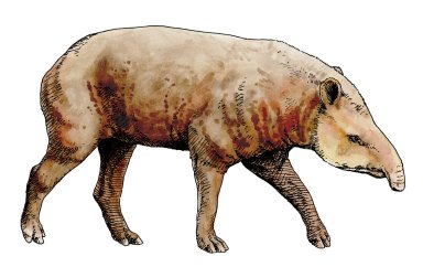 Tapir, Ice Age Mammal