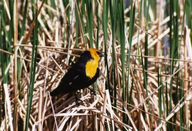 Yellow-headed blackbird sitting on grasses