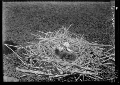 Ruddy duck nest, eggs & young