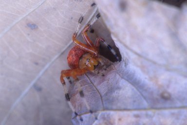 Marbled orb weaver spider (Araneidae)