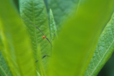 Harvestman (Opiliones) with red mite on leg