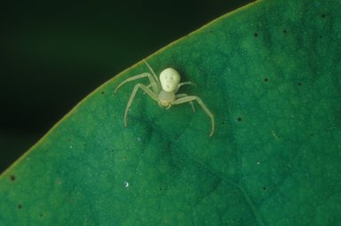 Crab spider (Thomisidae)