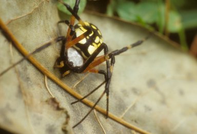 Black and yellow garden spider Argiope aurantia (Araneidae)