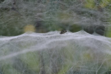 Cob web spider
