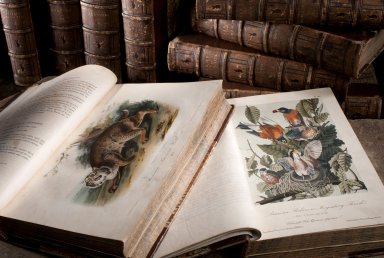 Montage of rare books by John James Audubon