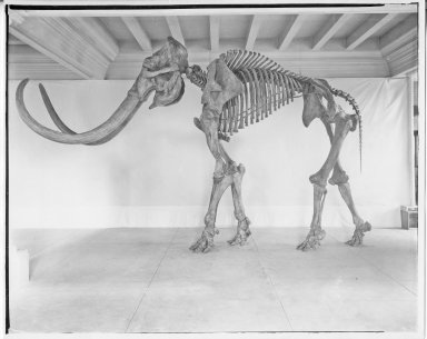 Left Side View of Imperial Mastodon