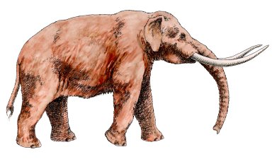 Drawing and Water Color of an American Mastodon