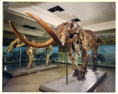 American Mastodon EPV.1496