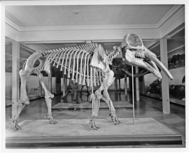 Long Jawed Mastodon