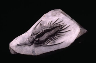 Spiny trilobite