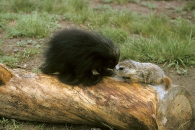 Baby Porcupine and Baby Marmot