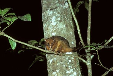 Ring-tailed Possum