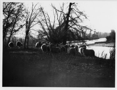 Flock of sheep by river