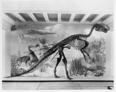 Articulated skeleton of Edmontosaurus annectens