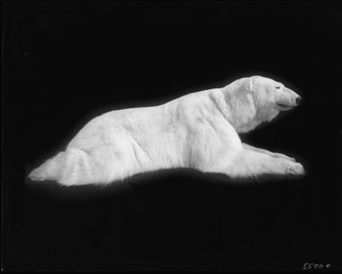 Female polar bear for group exhibit