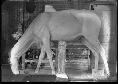 Elk manikin in taxidermy lab without antlers