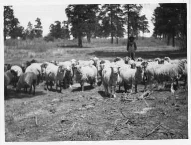 Jesse Valdez with sheep