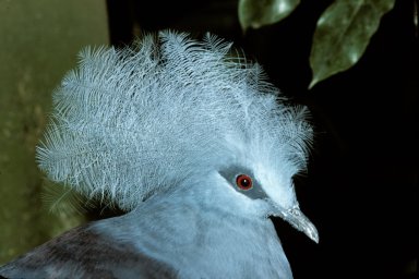 Westerm Crowned Pigeon