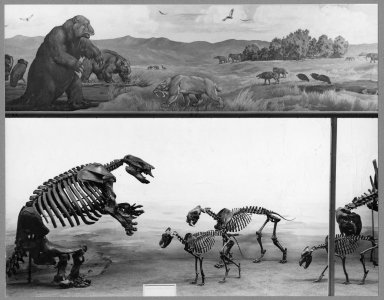Articulated skeletons in Rancho La Brea exhibit, left side.