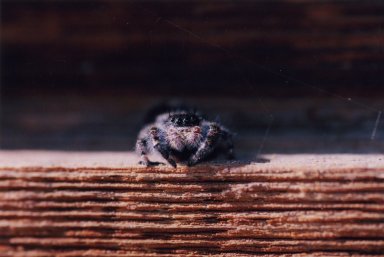 Close up of large spider on wood.