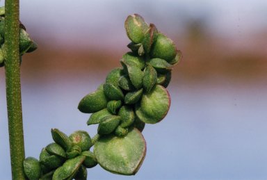 Close up of green flower pods.