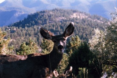 Close up of female deer, mountain in background.