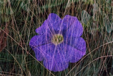 Double Exposure- Purple flower over grass stalks