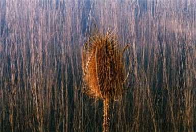 Double Exposure - Seed stalk over grasses