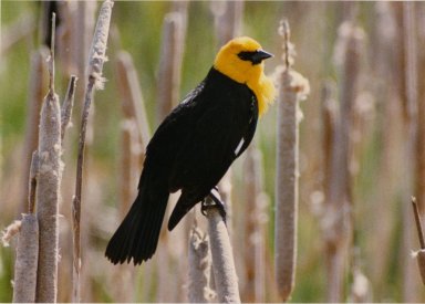Close up of yellow-headed blackbird on cattai
