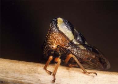 Close up of unidentified insect