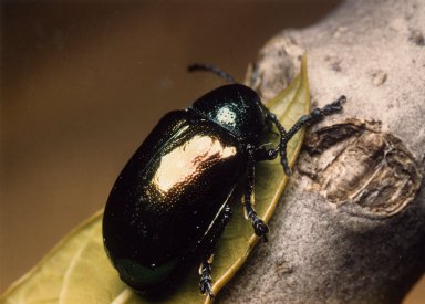 Close up of Leaf Beetle on leaf