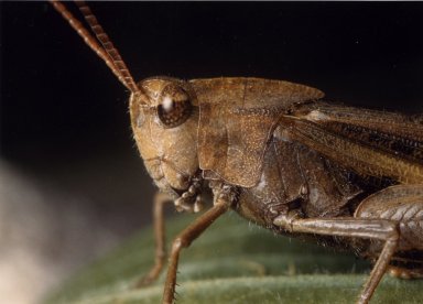 Close up of thorax and head of grasshopper