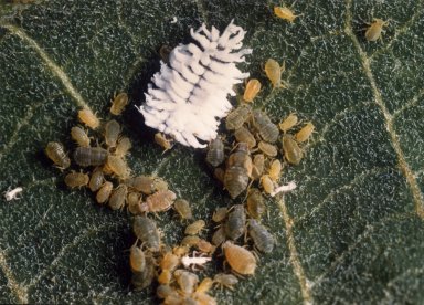 Close up of Lady Beetle Larva