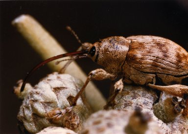 Close up of unidentified brown insect