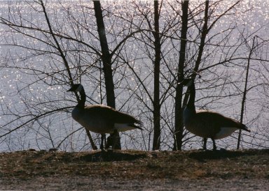 Close up of two Canadian geese in trees
