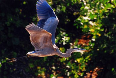 Close up of Great Blue heron in flight