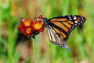 Close up of monarch butterfly sitting on red and yellow flower