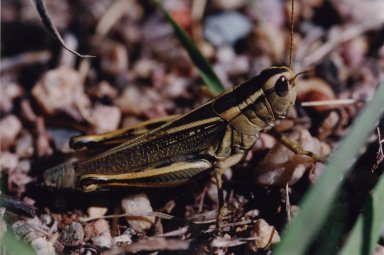 Close up of grasshopper