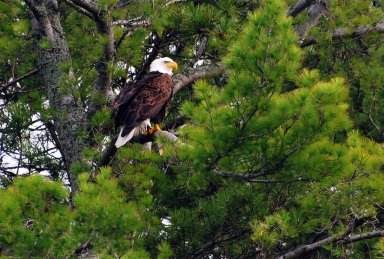 Image of bald eagle sitting in fir tree