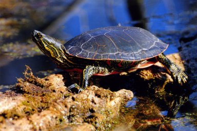 Close up of turtle on rocks